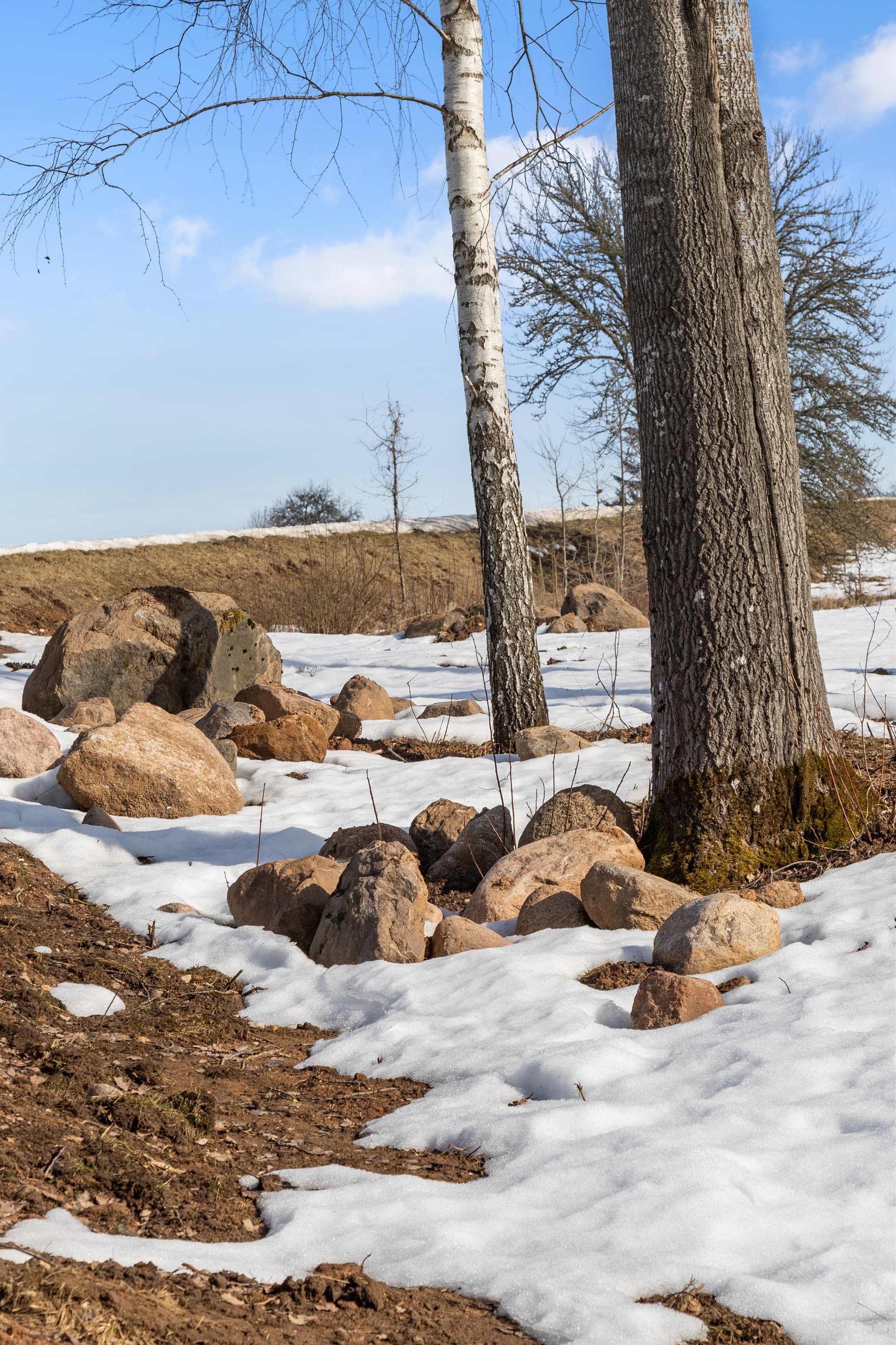 Rocks and birch trees in spring snow