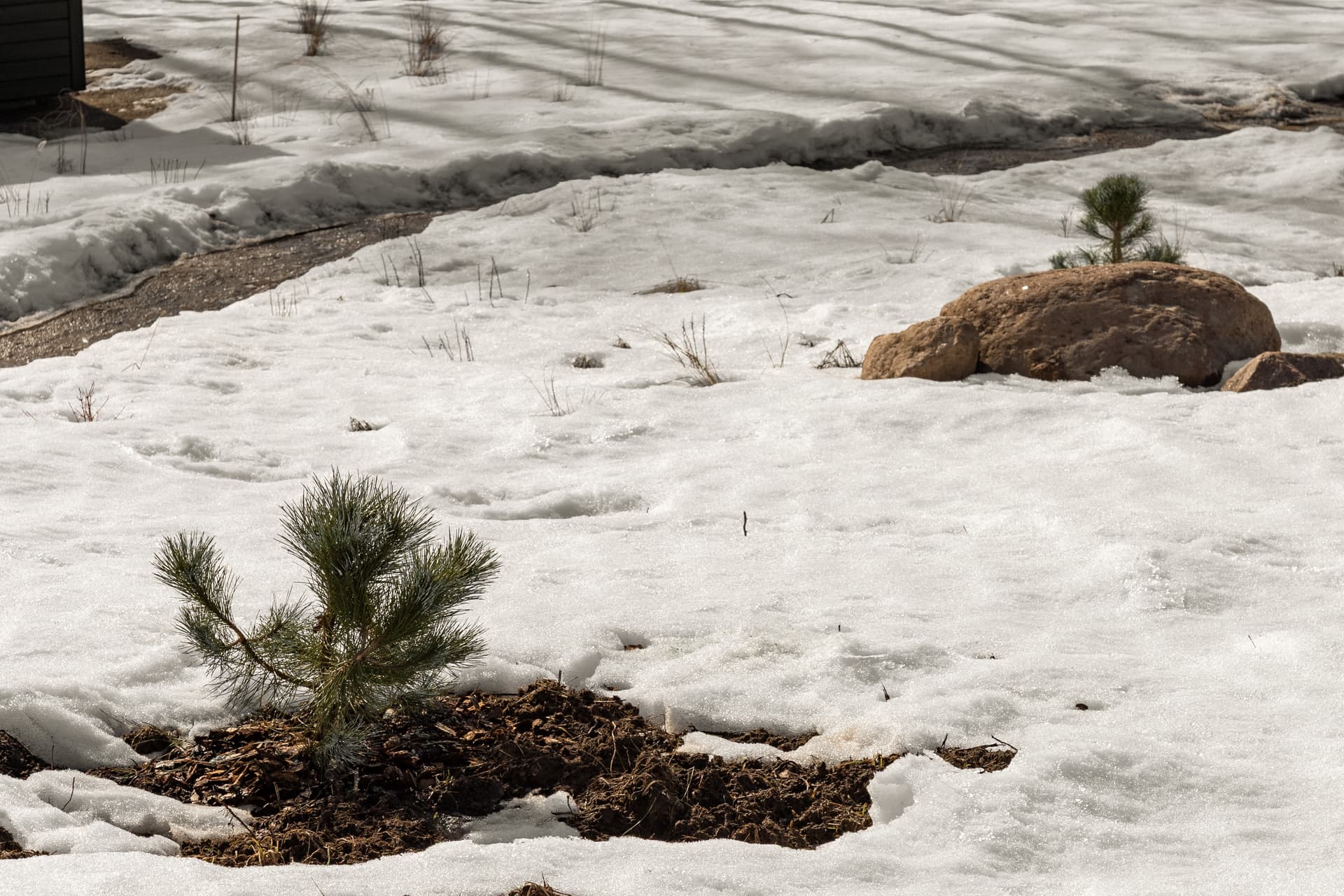 Pine saplings in melting snow